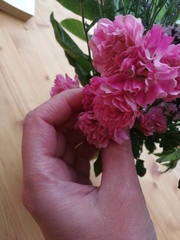 Dianthus caryophyllus