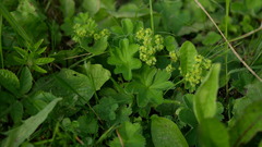 Alchemilla substrigosa