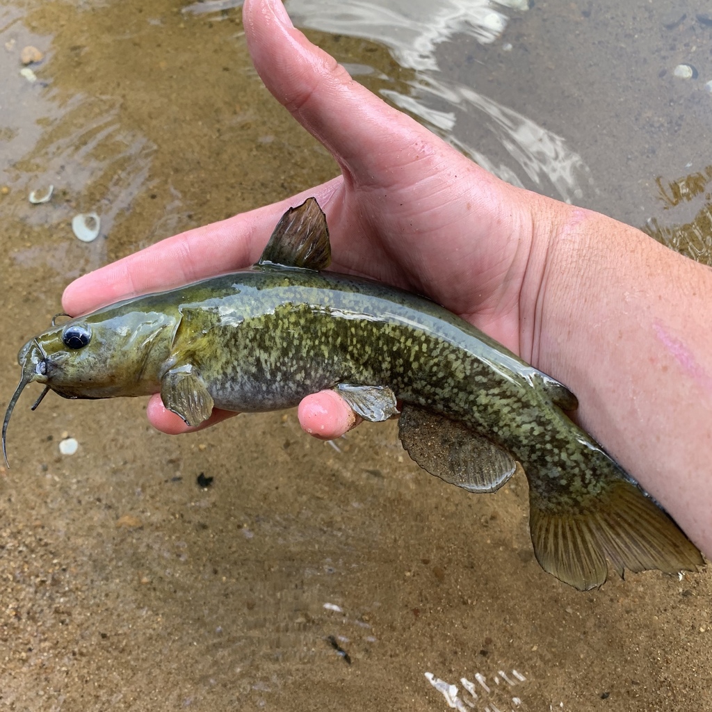 Snail bullhead (Ameiurus brunneus) — Ictaluridae