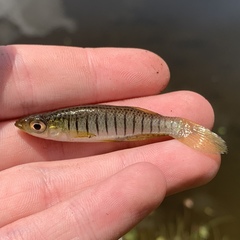 Fundulus lineolatus