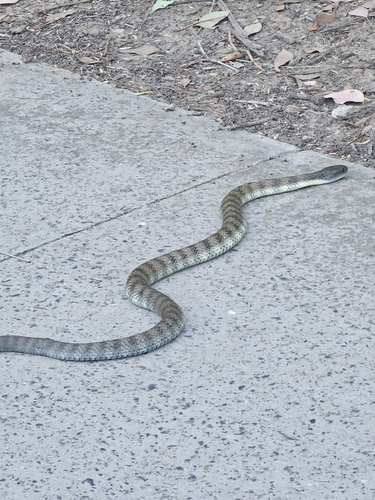 Tiger Snake sighting
