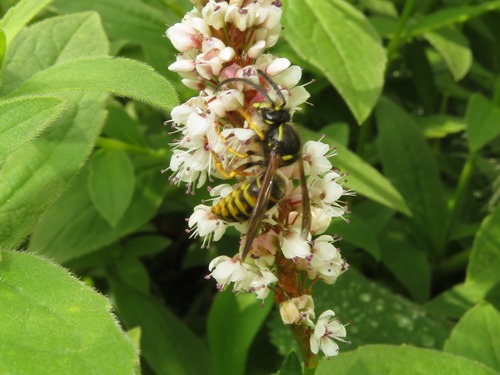 Saxon Wasp, Escamp, Den Haag, Nederland, photo 7 of 10