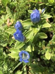 Gentiana platypetala