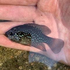 Enneacanthus gloriosus