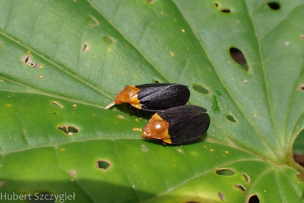 Sphenorhina hebes