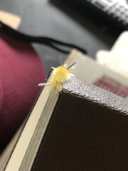 Halysidota tessellaris