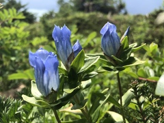 Gentiana platypetala