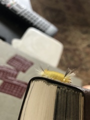 Halysidota tessellaris