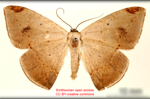 Herbita cyclopeata