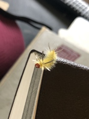 Halysidota tessellaris