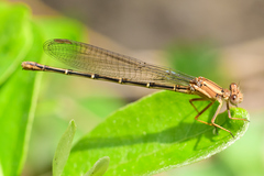 Argia