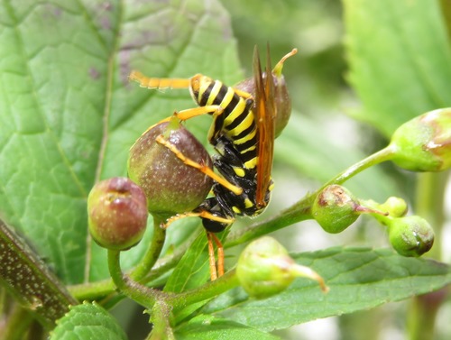 Figwort sawfly, Escamp, Den Haag, Nederland, photo 10 of 10