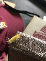 Halysidota tessellaris