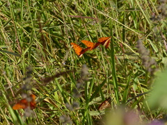 Dione vanillae maculosa