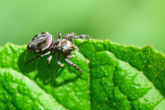 Paraphidippus aurantius