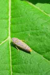 Graphocephala pulchra