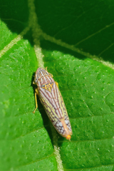 Graphocephala pulchra