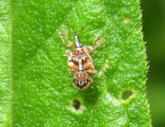Nanophyes marmoratus