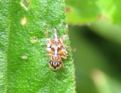 Nanophyes marmoratus