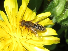 Anasimyia transfuga