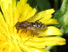 Anasimyia transfuga