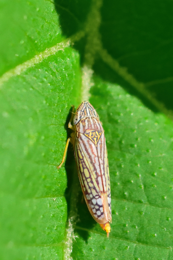 Graphocephala pulchra