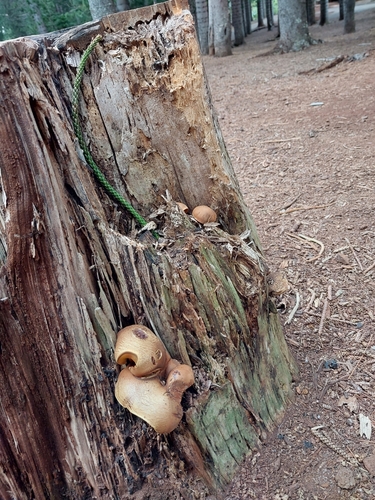 Buchwaldoboletus xylophilus observed 2024-12-05