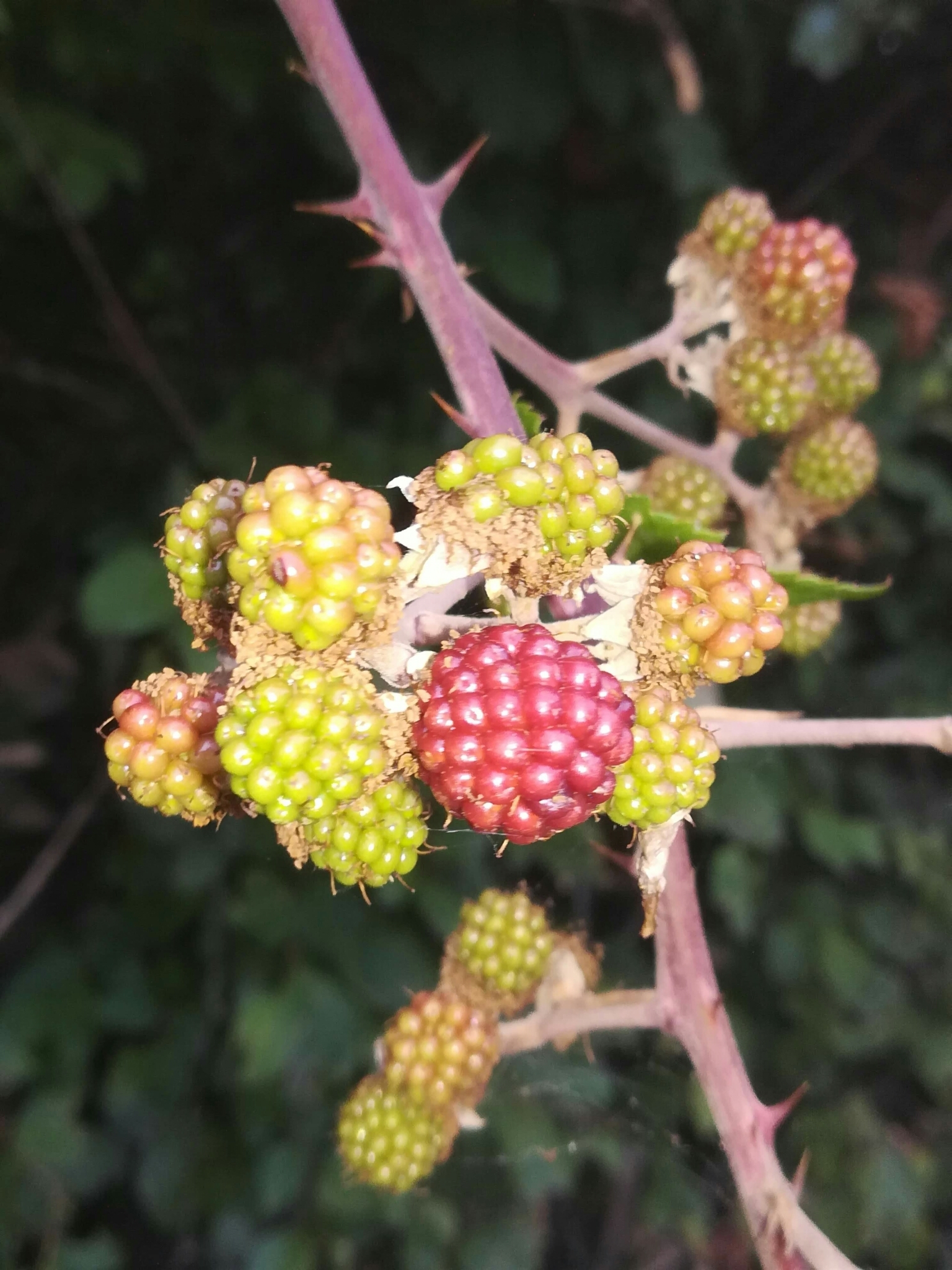 brambles (Genus Rubus) · iNaturalist