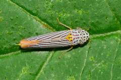Graphocephala aurora