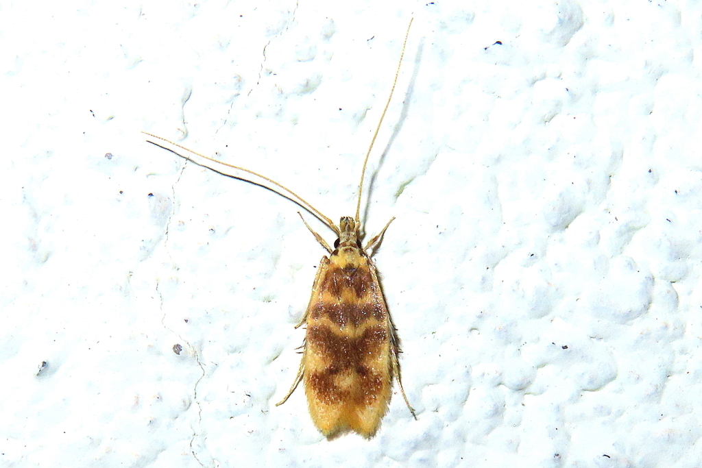 Alciphanes