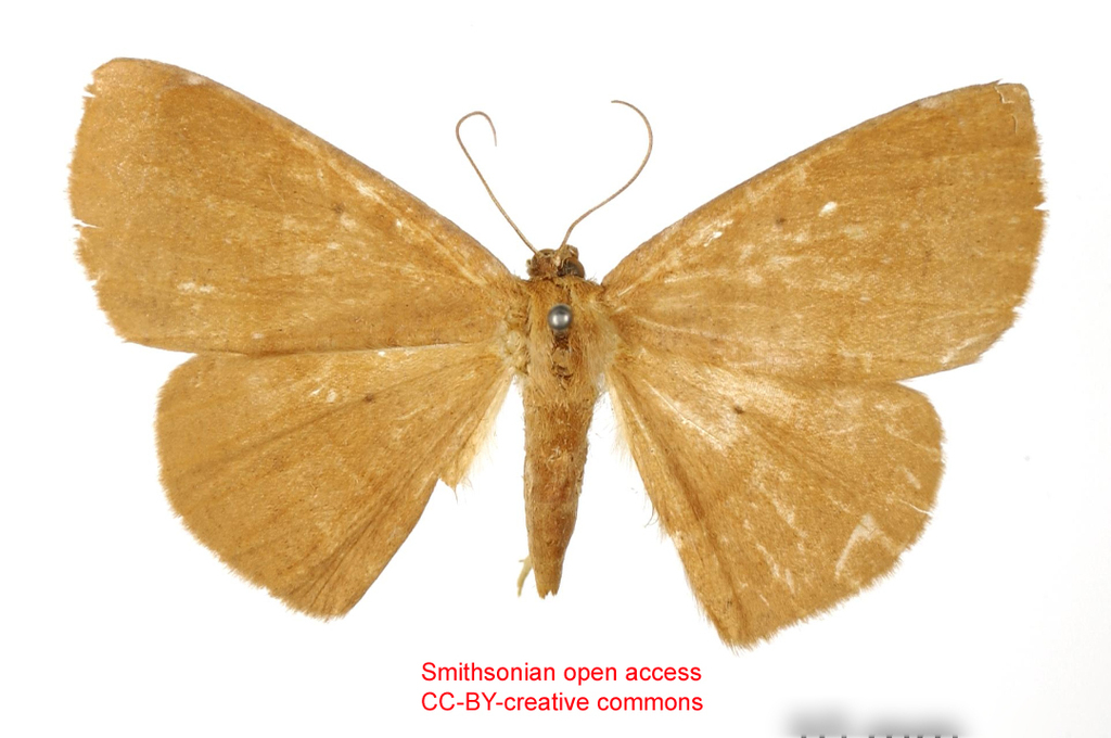 Oxydia uniformis
