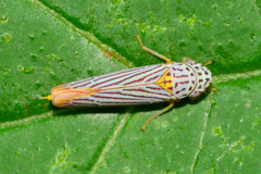 Graphocephala aurora