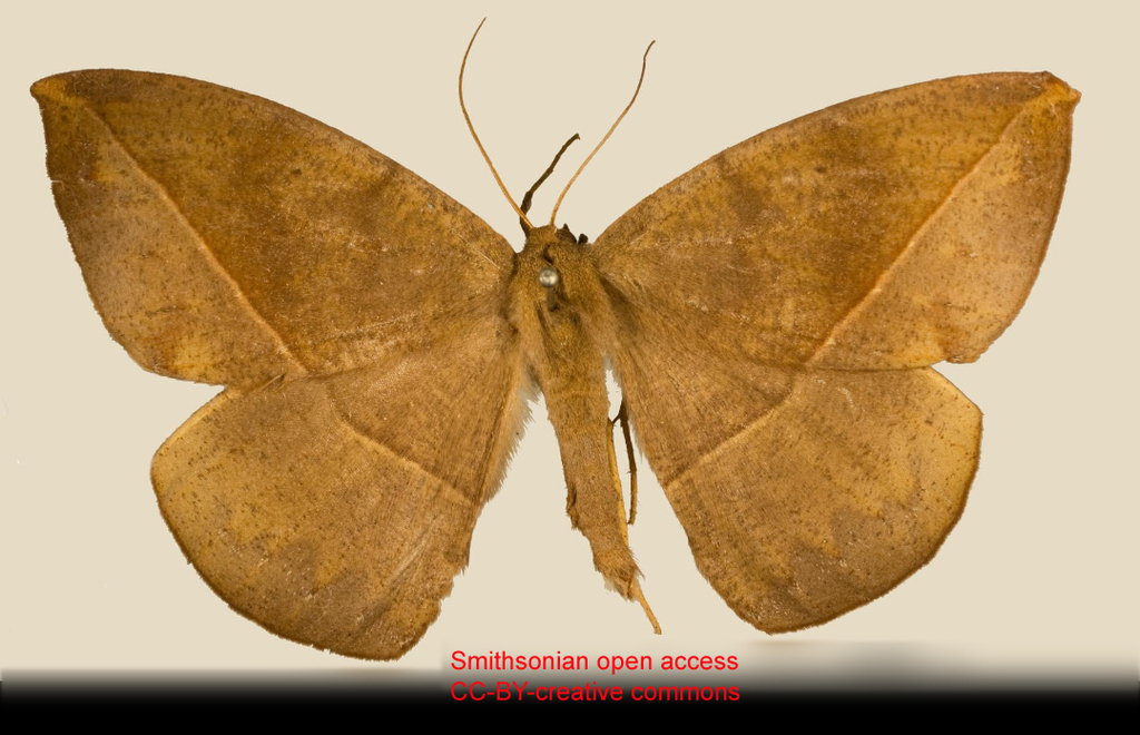Oxydia vespertilio