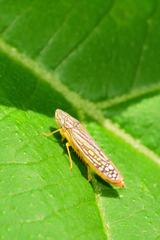 Graphocephala pulchra