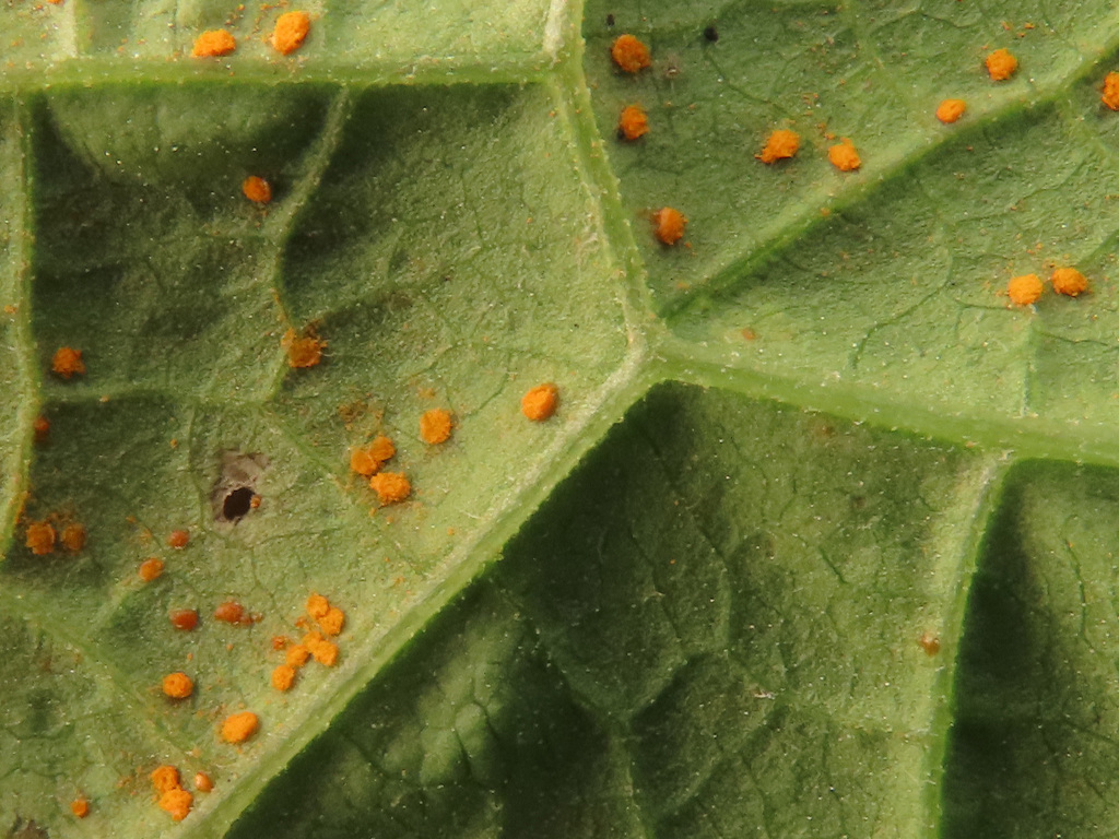 Coleosporium inulae