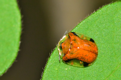 Charidotella emarginata