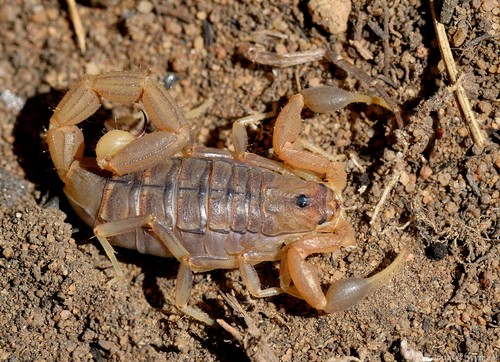 Common Lesser-Thicktail Scorpion