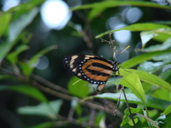 Lycorea halia atergatis