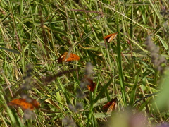 Dione vanillae maculosa