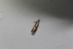 Catoptria latiradiellus