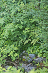 Oreopteris quelpartensis