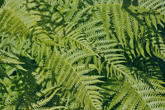 Oreopteris quelpartensis