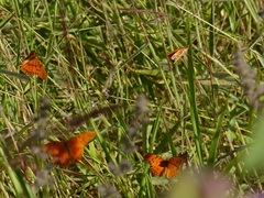 Dione vanillae maculosa