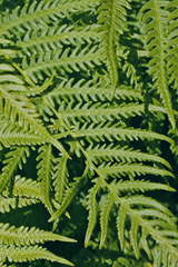 Oreopteris quelpartensis