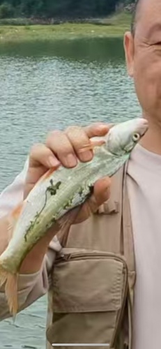 Mongolian Redfin