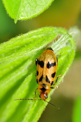 Systena nigroplagiata
