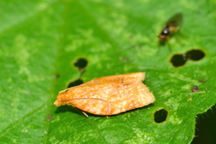 Clepsis metalleta