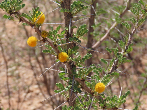 Image of Vachellia nebrownii by no rights reserved