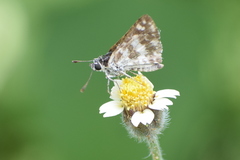 Spialia galba galba