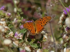 Dione vanillae maculosa